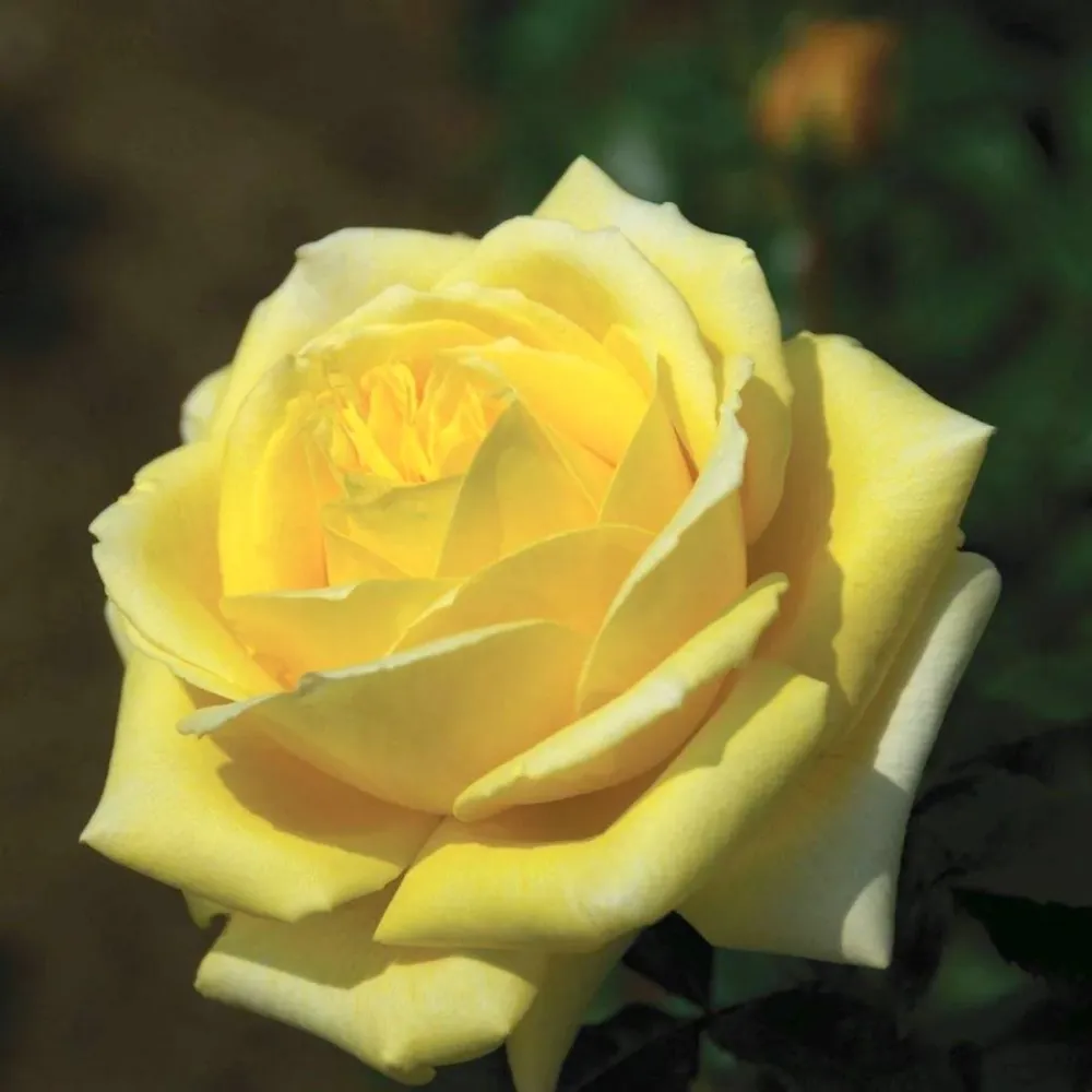 Rosa ‘Diamonds Forever’® - Trandafir teahibrid, puternic parfumat (Parfum de Nature collection)