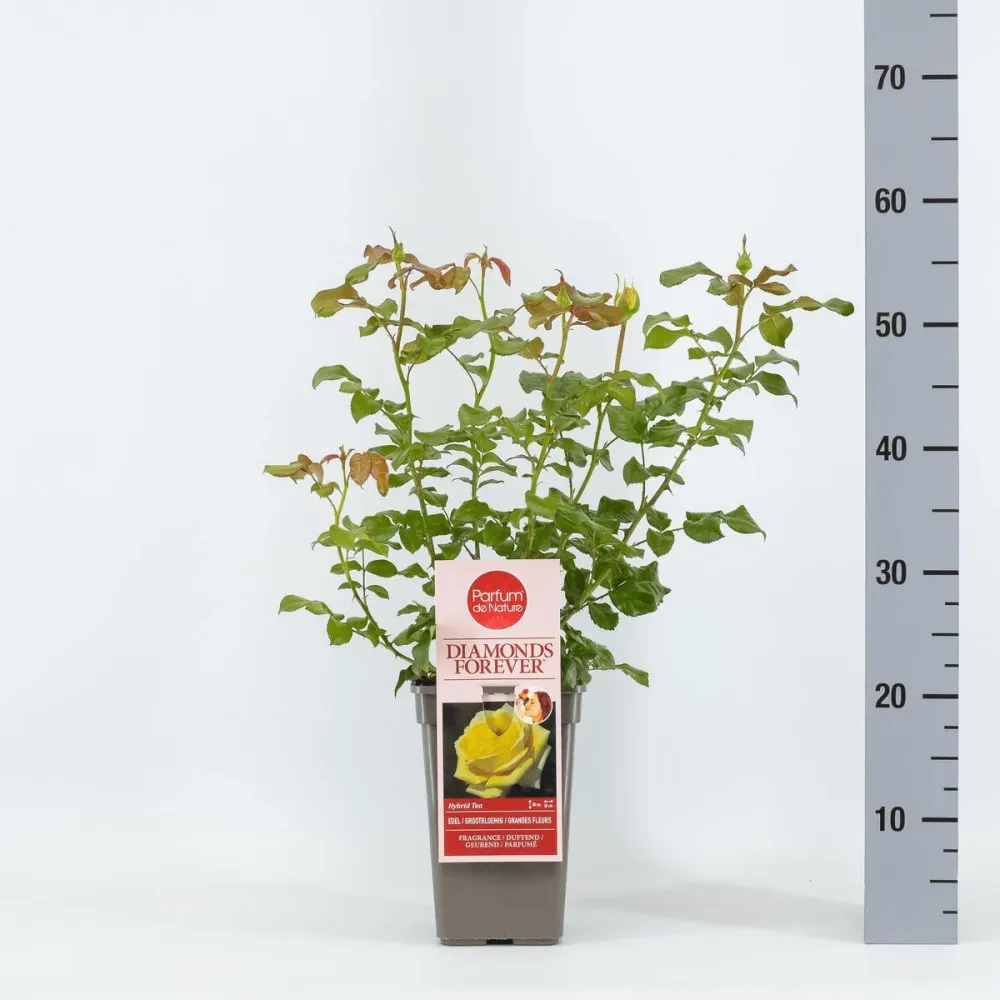 Rosa ‘Diamonds Forever’® - Trandafir teahibrid, puternic parfumat (Parfum de Nature collection)