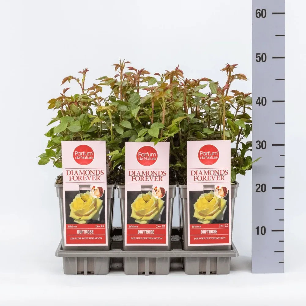 Rosa ‘Diamonds Forever’® - Trandafir teahibrid, puternic parfumat (Parfum de Nature collection)