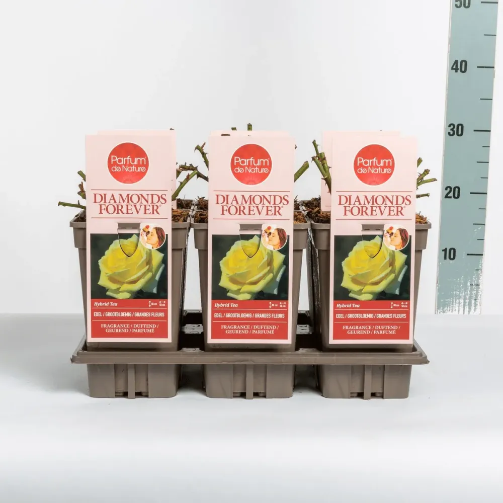 Rosa ‘Diamonds Forever’® - Trandafir teahibrid, puternic parfumat (Parfum de Nature collection)