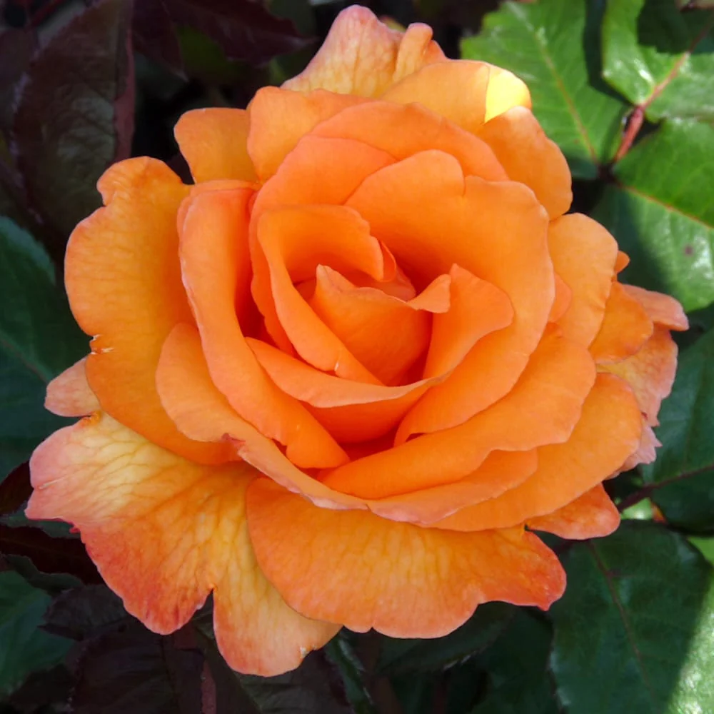 Rosa ‘Doris Tysterman’® - Trandafir teahibrid, parfumat