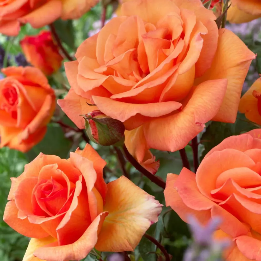 Rosa ‘Doris Tysterman’® - Trandafir teahibrid, parfumat