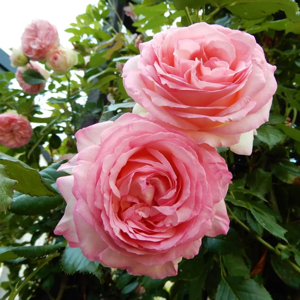 Rosa ‘Eden Rose’® - Trandafir catarator, parfumat, de colectie