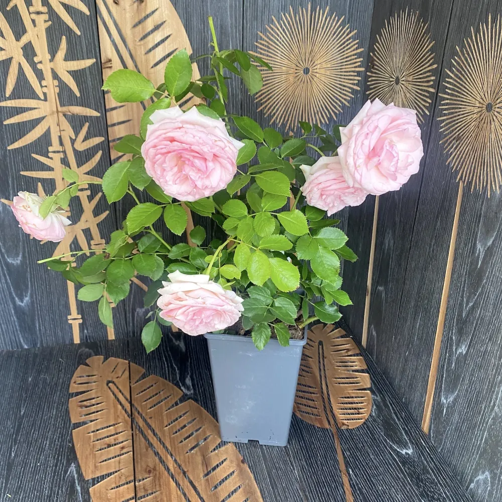 Rosa ‘Eden Rose’® - Trandafir catarator, parfumat, de colectie