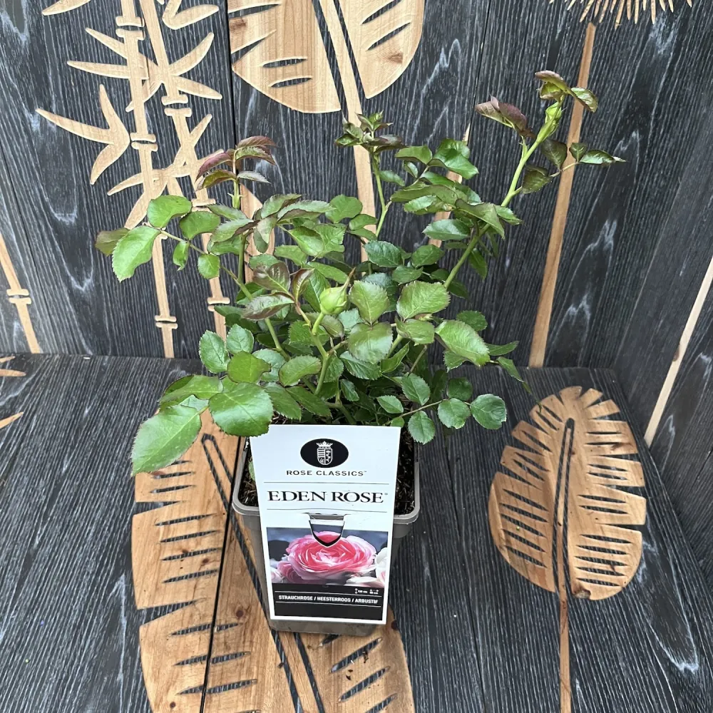 Rosa ‘Eden Rose’® - Trandafir catarator, parfumat, de colectie