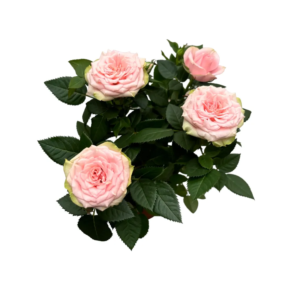 Rosa Favourite Light Pink - flori mari roz pal