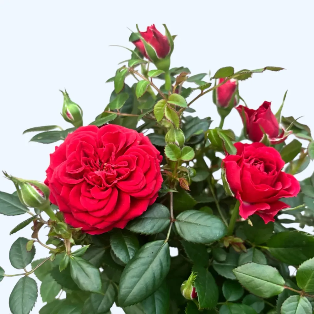 Rosa Favourite Red - flori mari rosii 3pp