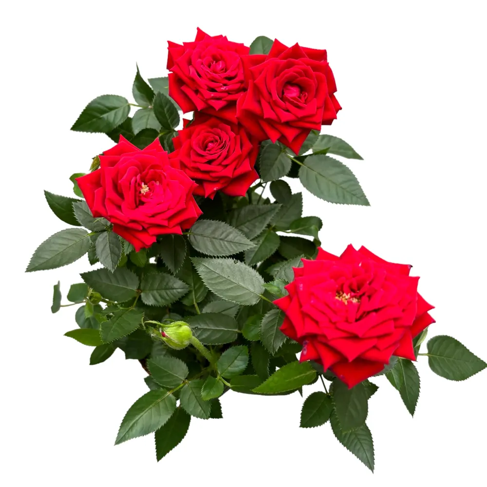 Rosa Favourite Red - flori mari rosii 3pp