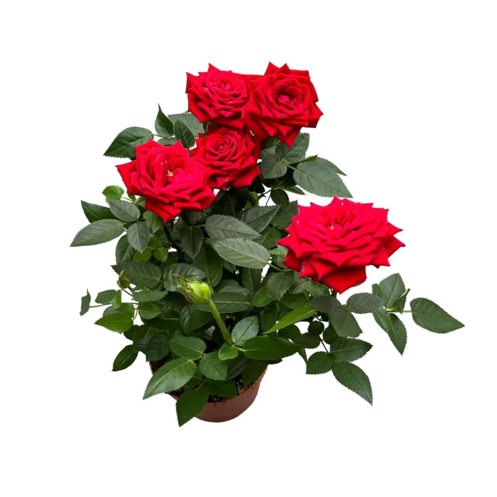 Rosa Favourite Red - flori mari rosii 3pp