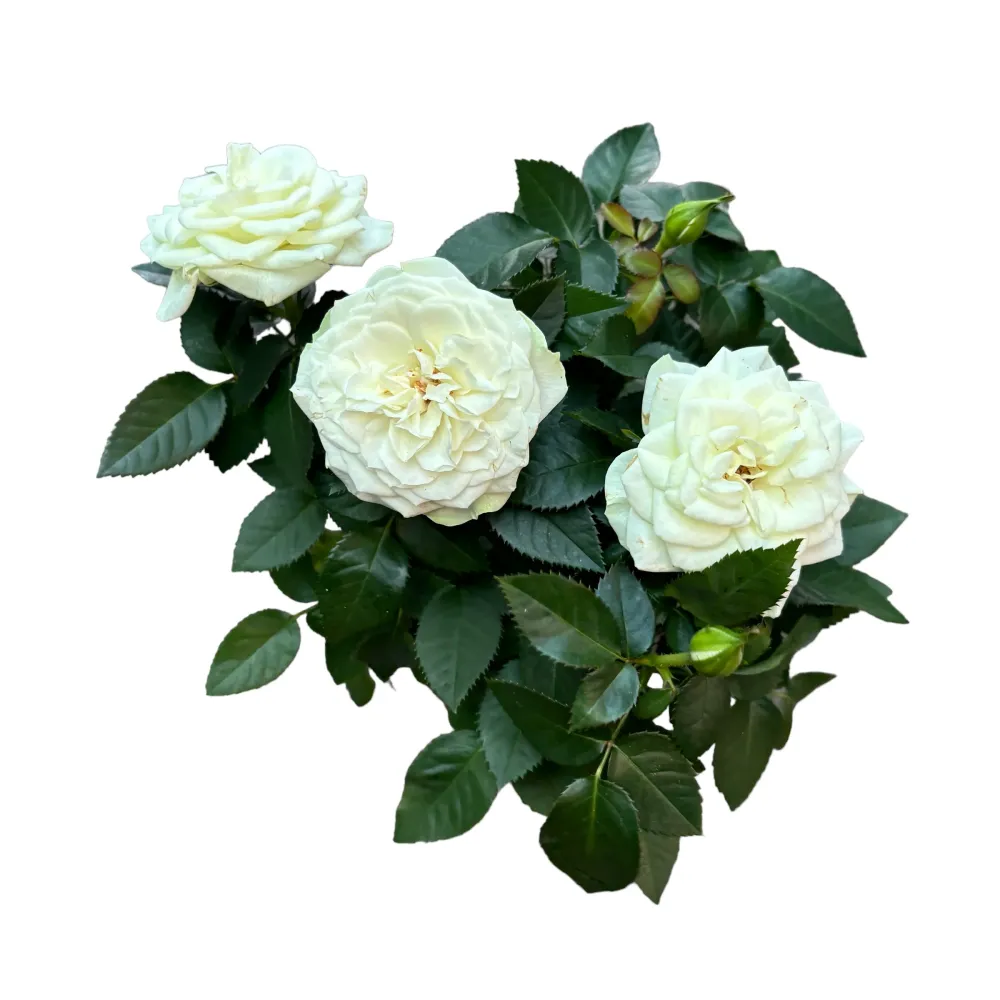 Rosa Favourite White - flori mari albe