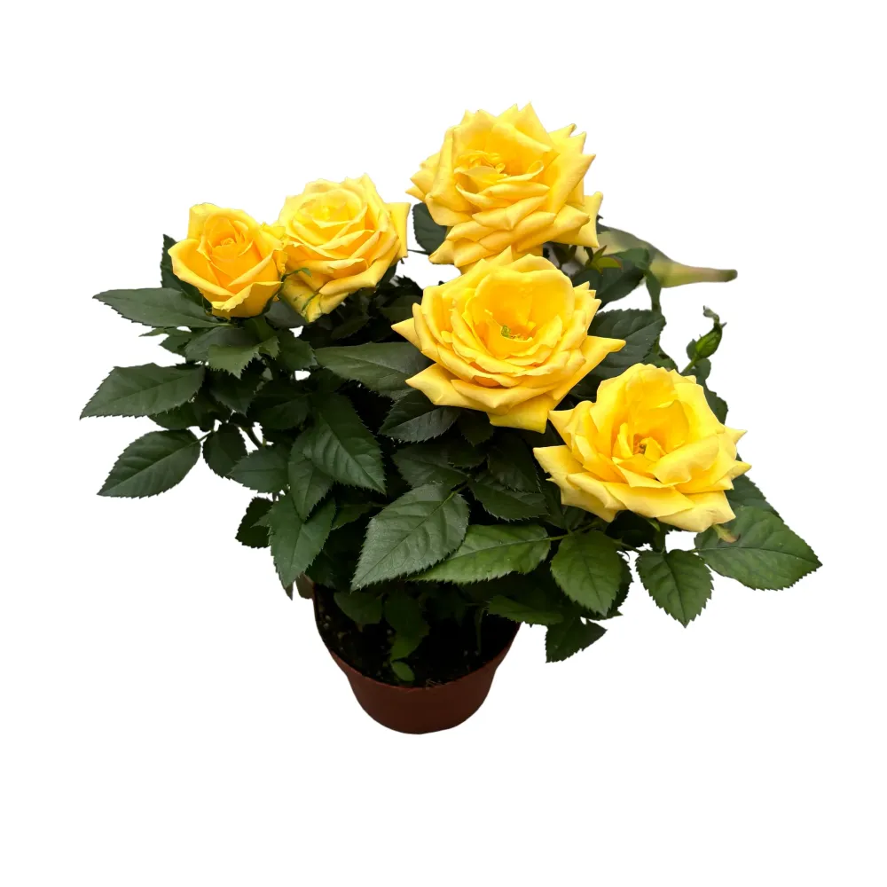 Rosa Favourite Yellow - flori mari galbene