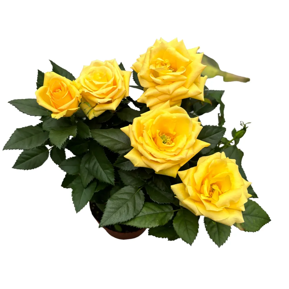 Rosa Favourite Yellow - flori mari galbene