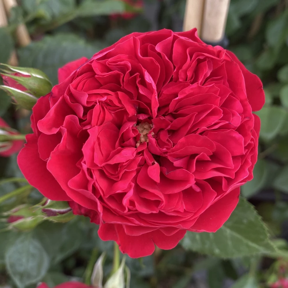 Rosa ‘Florentina’® - Trandafir floribunda, catarator, parfumat
