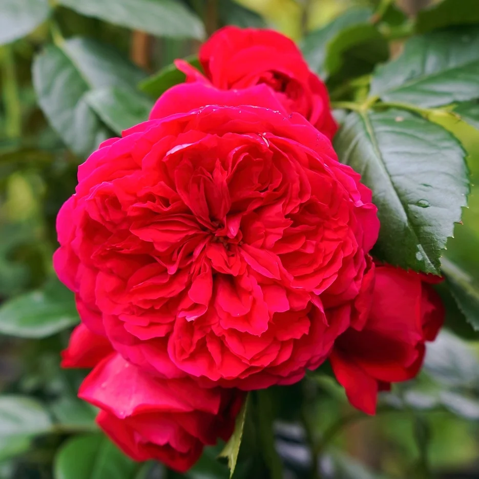 Rosa ‘Florentina’® - Trandafir floribunda, catarator, parfumat