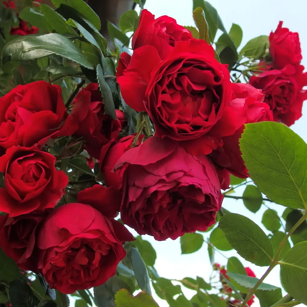 Rosa ‘Florentina’® - Trandafir floribunda, catarator, parfumat