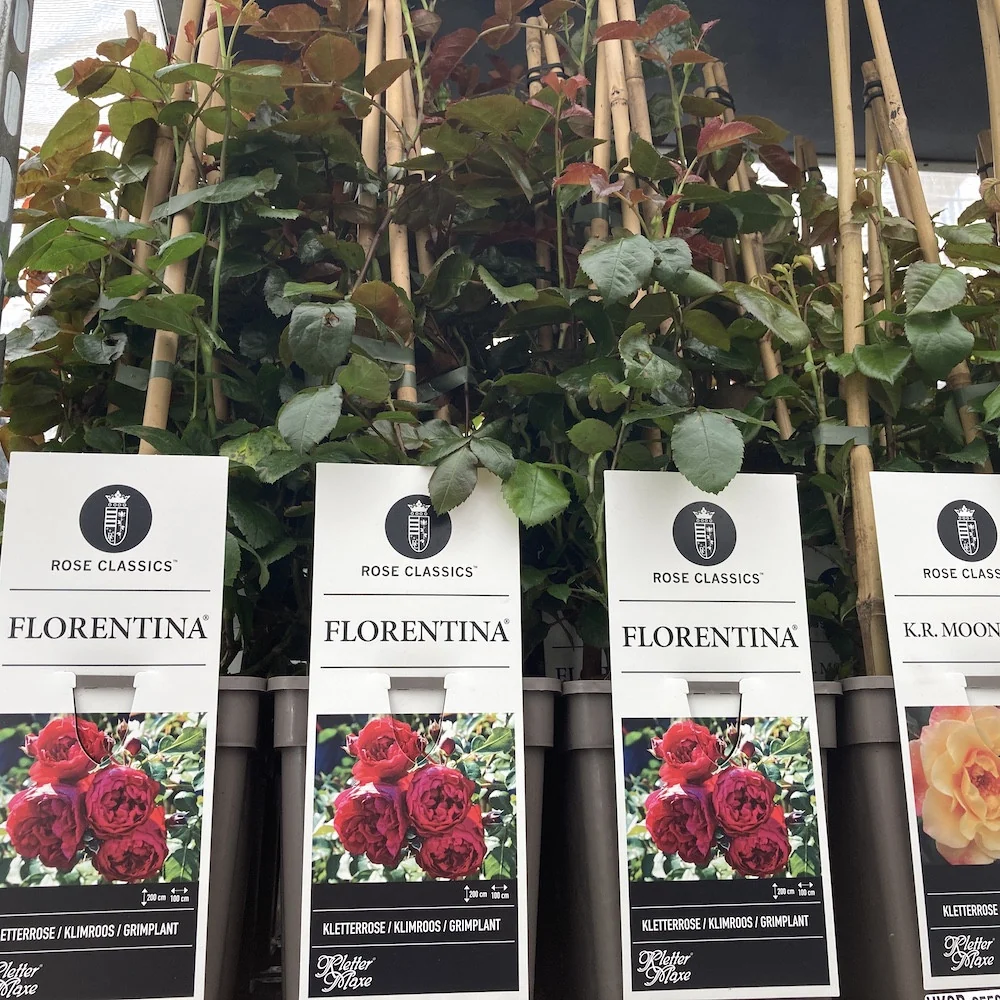 Rosa ‘Florentina’® - Trandafir floribunda, catarator, parfumat