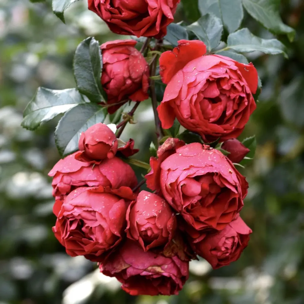Rosa ‘Florentina’® - Trandafir floribunda, catarator, parfumat