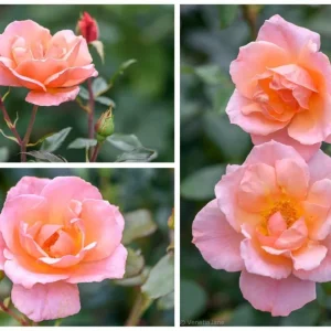 Rosa 'Fragrant Delight'® - Trandafir floribunda, delicat si puternic parfumat