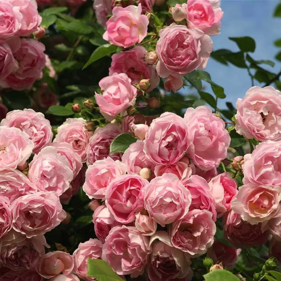 Rosa ‘Jasmina’® - Trandafir floribunda, catarator, parfumat