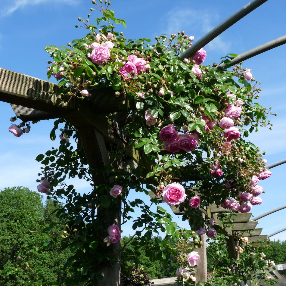 Rosa ‘Jasmina’® - Trandafir floribunda, catarator, parfumat