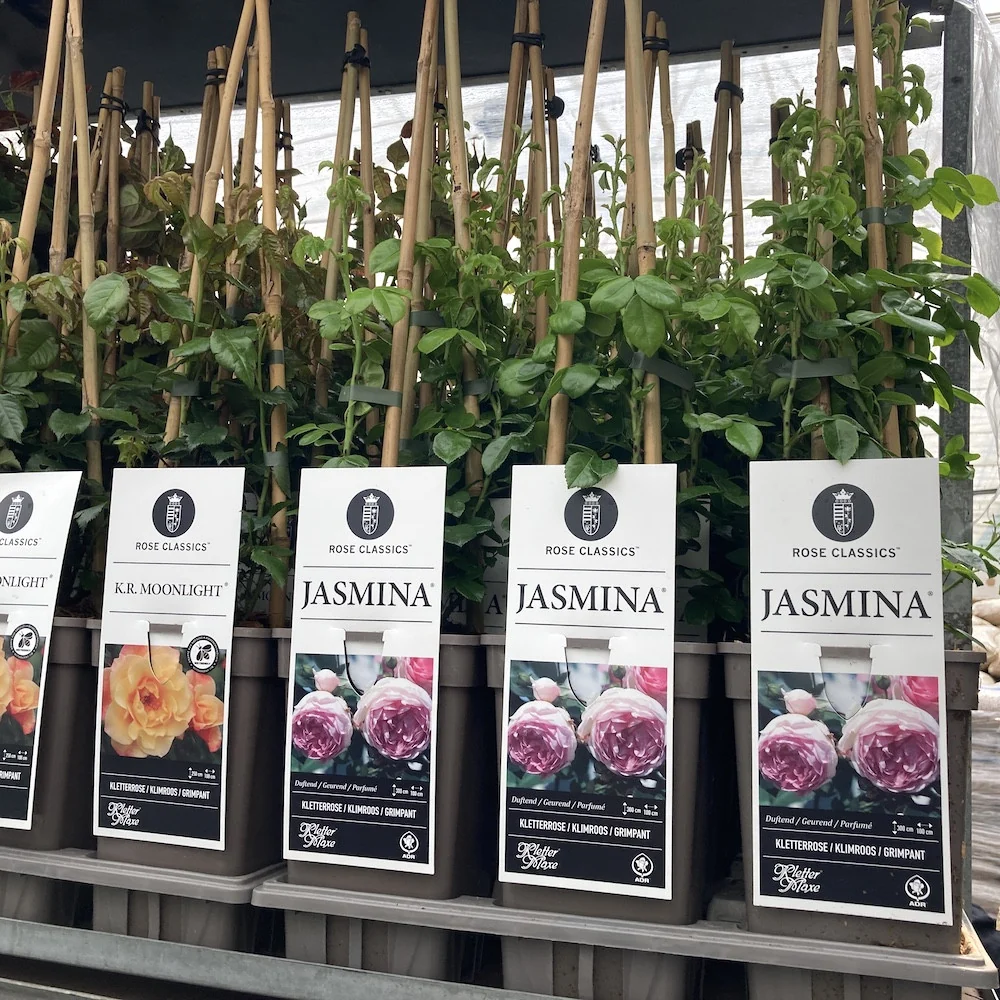 Rosa ‘Jasmina’® - Trandafir floribunda, catarator, parfumat