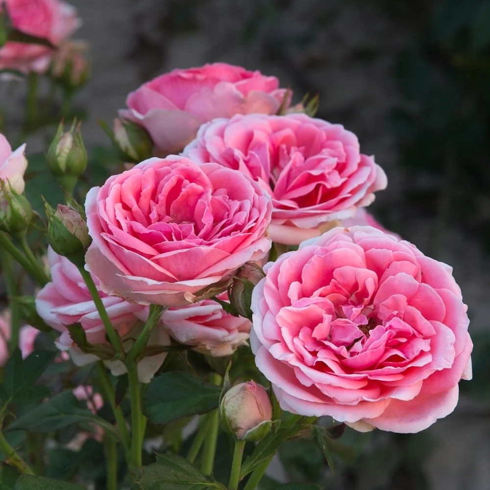 Rosa 'Kimono' Fuchsia® - Trandafir floribunda, parfumat