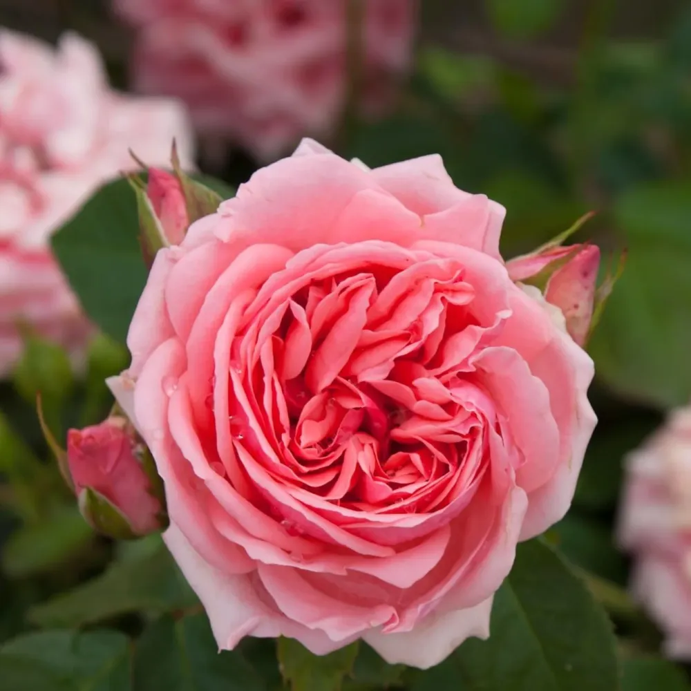 Rosa 'Kimono' Fuchsia® - Trandafir floribunda, parfumat
