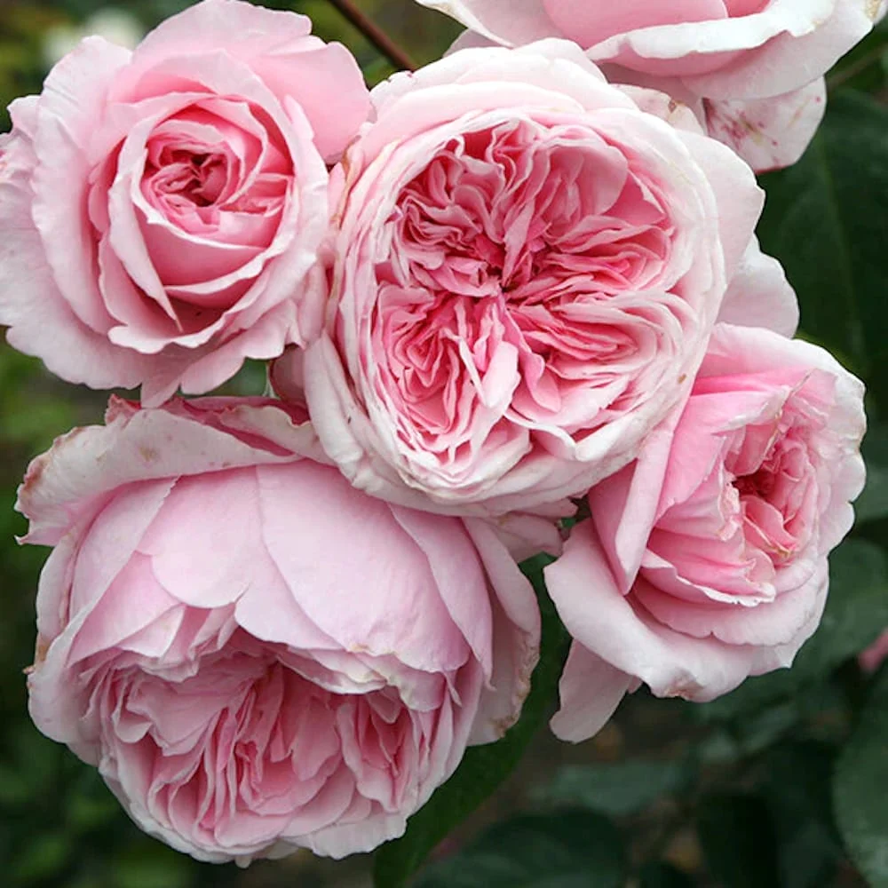 Rosa ‘Kiss me Kate’® - Trandafir floribunda, catarator, parfumat