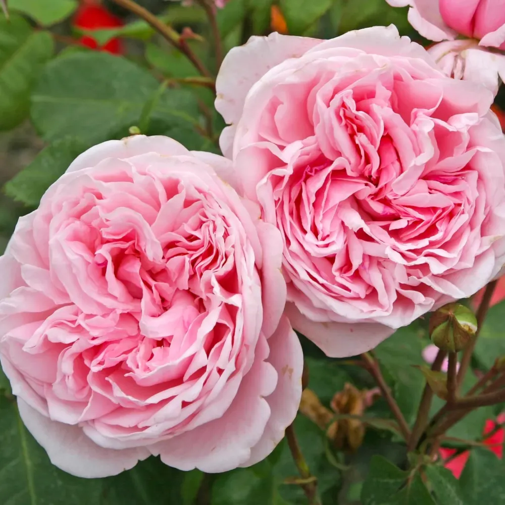 Rosa ‘Kiss me Kate’® - Trandafir floribunda, catarator, parfumat