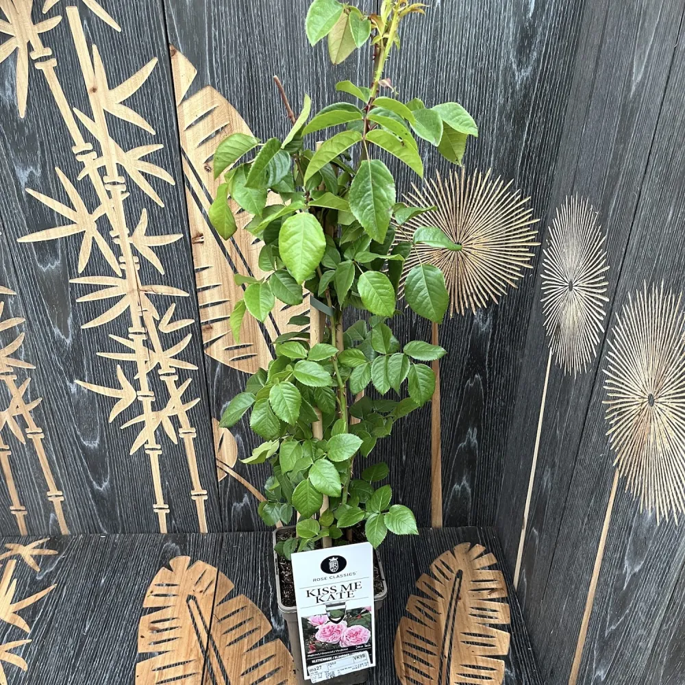 Rosa ‘Kiss me Kate’® - Trandafir floribunda, catarator, parfumat