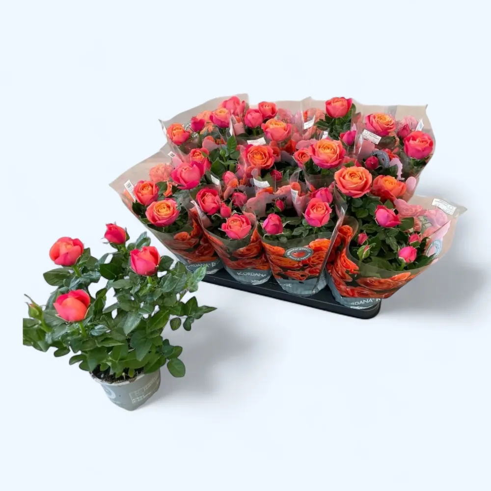 Rosa Kordana® Grande ‘Magma’ – trandafir pitic cu flori bicolore spectaculoase