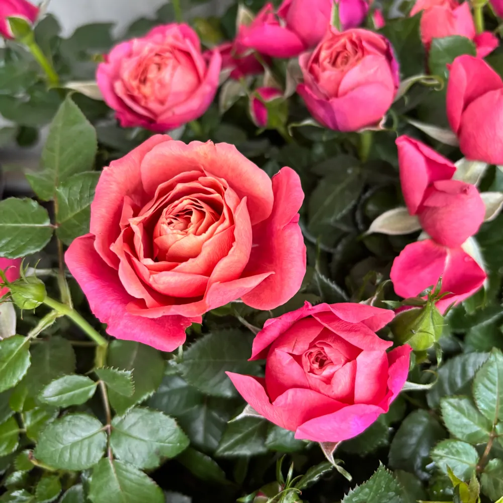 Rosa Kordana® Grande ‘Magma’ – trandafir pitic cu flori bicolore spectaculoase