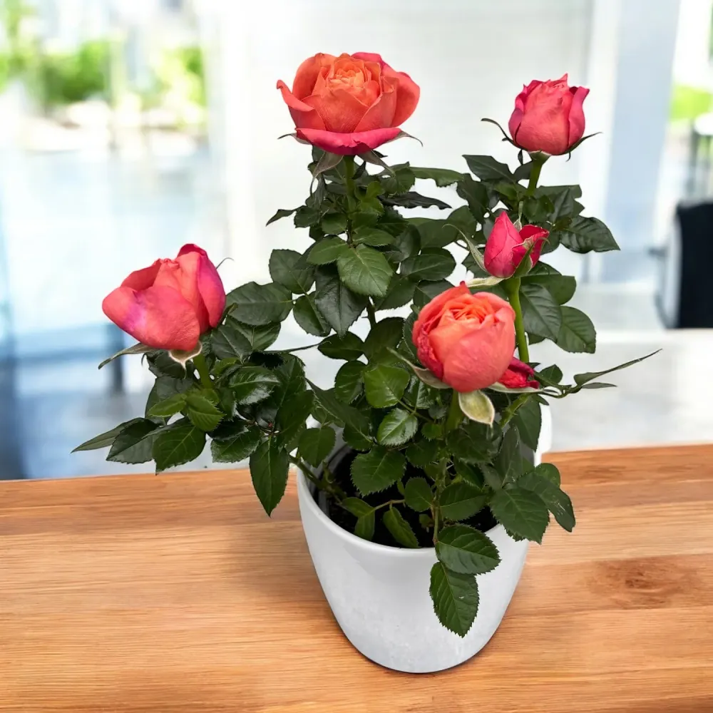 Rosa Kordana® Grande ‘Magma’ – trandafir pitic cu flori bicolore spectaculoase