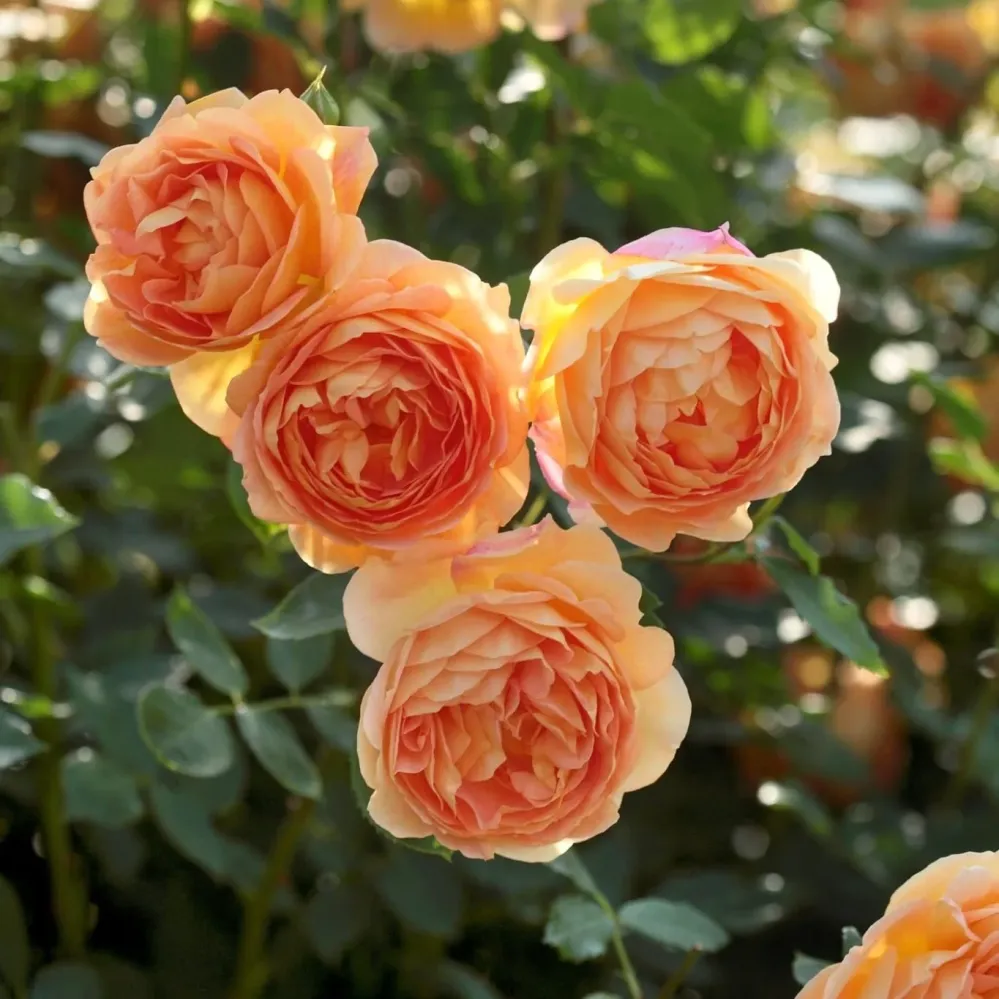 Rosa ‘Lady Shalott’® - Trandafir englezesc, David Austin