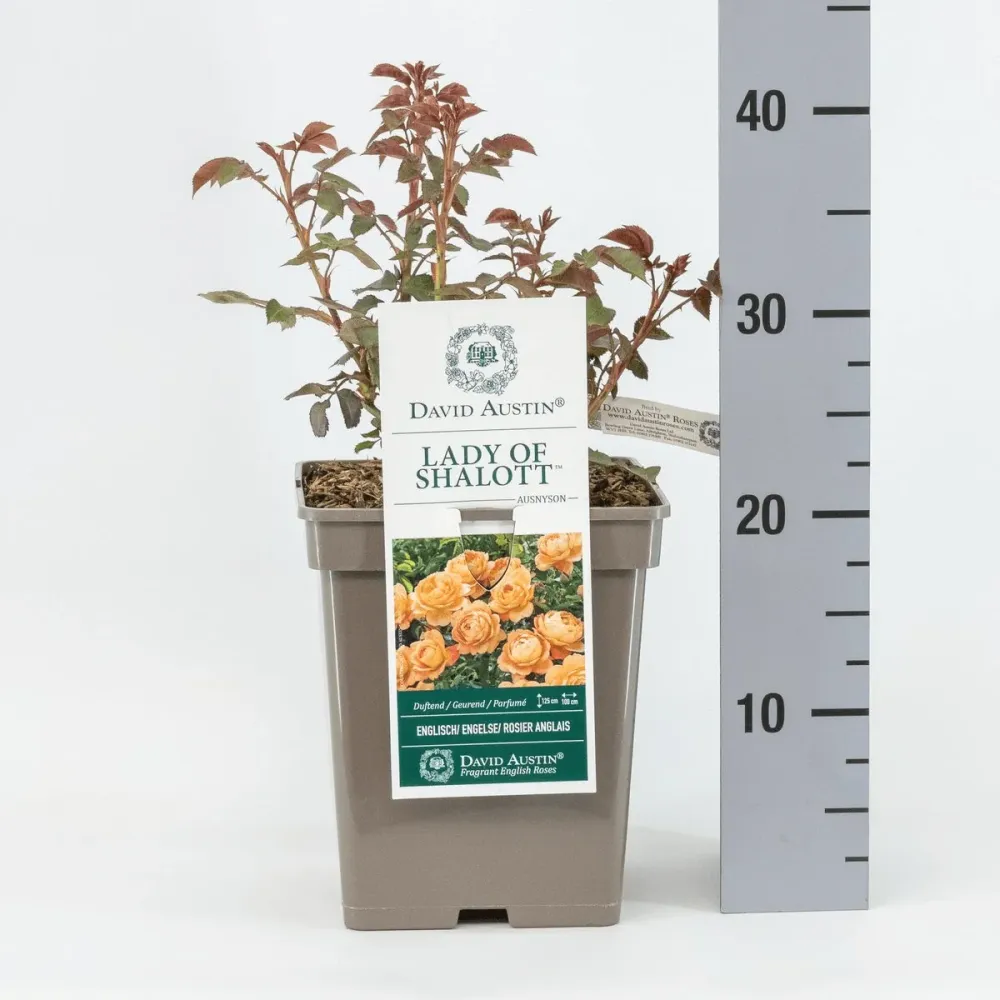 Rosa ‘Lady Shalott’® - Trandafir englezesc, David Austin