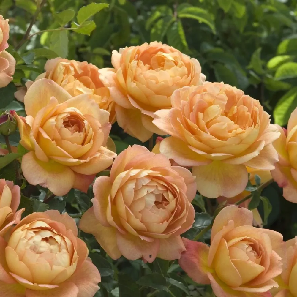 Rosa ‘Lady Shalott’® - Trandafir englezesc, David Austin