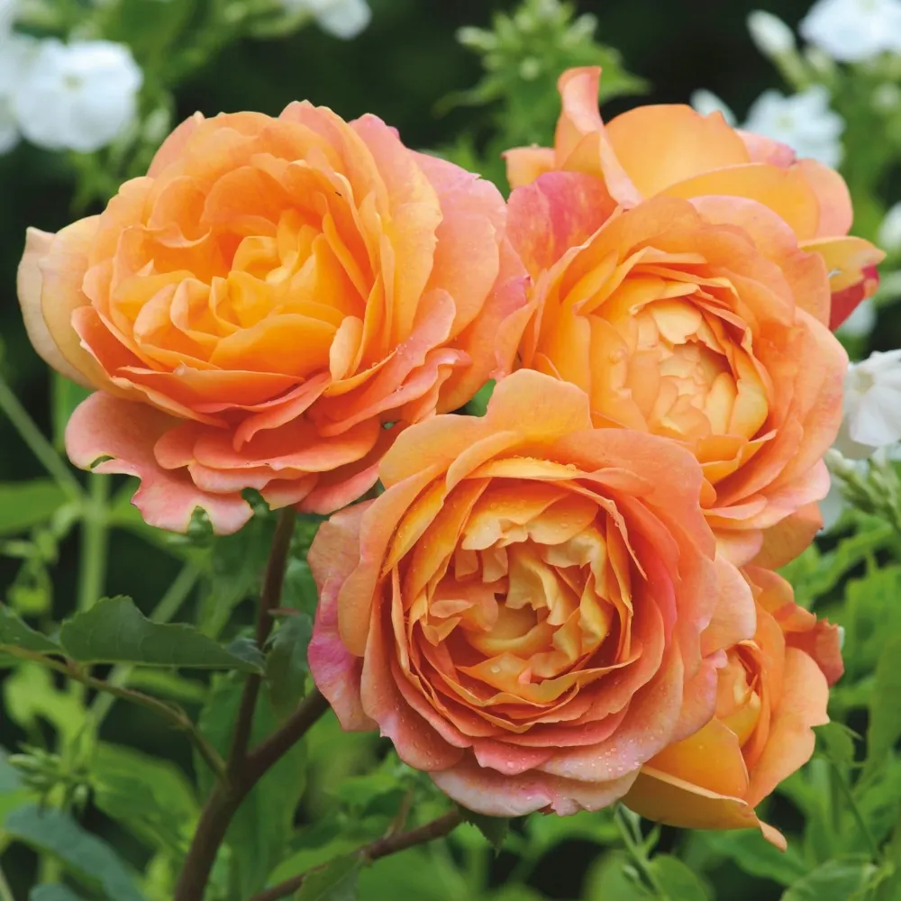 Rosa ‘Lady Shalott’® - Trandafir englezesc, David Austin
