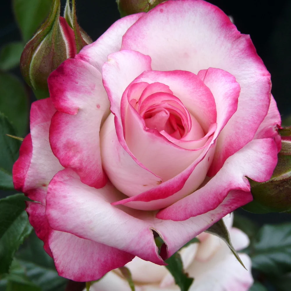 Rosa ‘Laminuette’® - Trandafir floribunda, parfumat