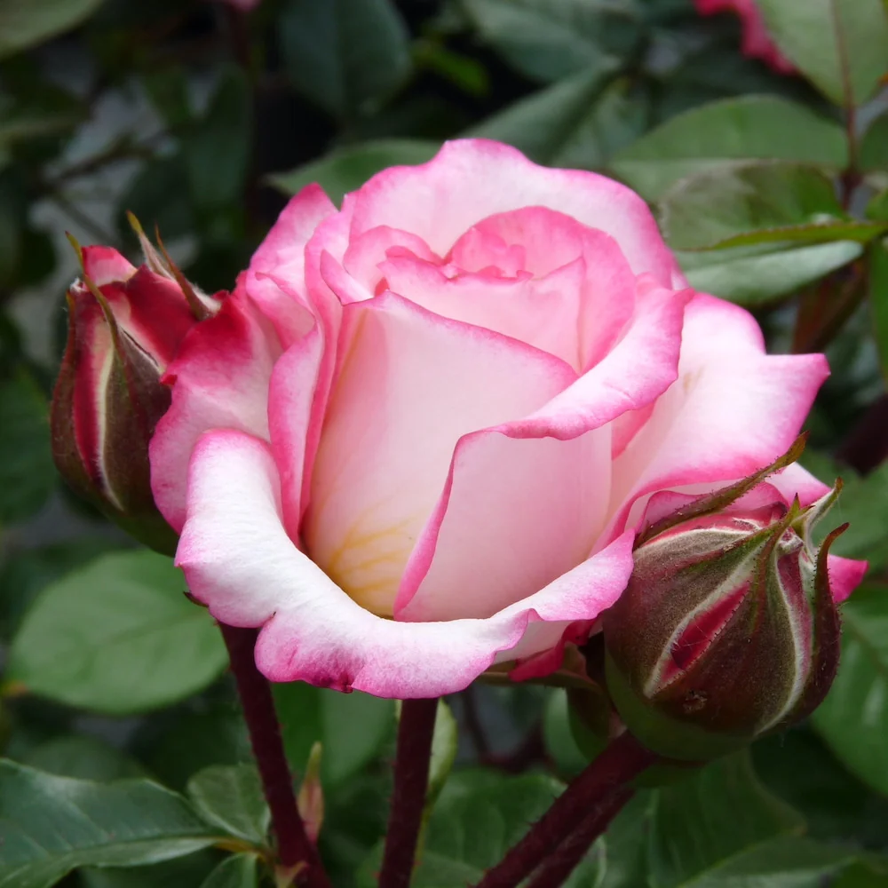 Rosa ‘Laminuette’® - Trandafir floribunda, parfumat