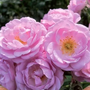 Rosa 'Lavender Queen'® - Trandafir floribunda, catarator, parfumat