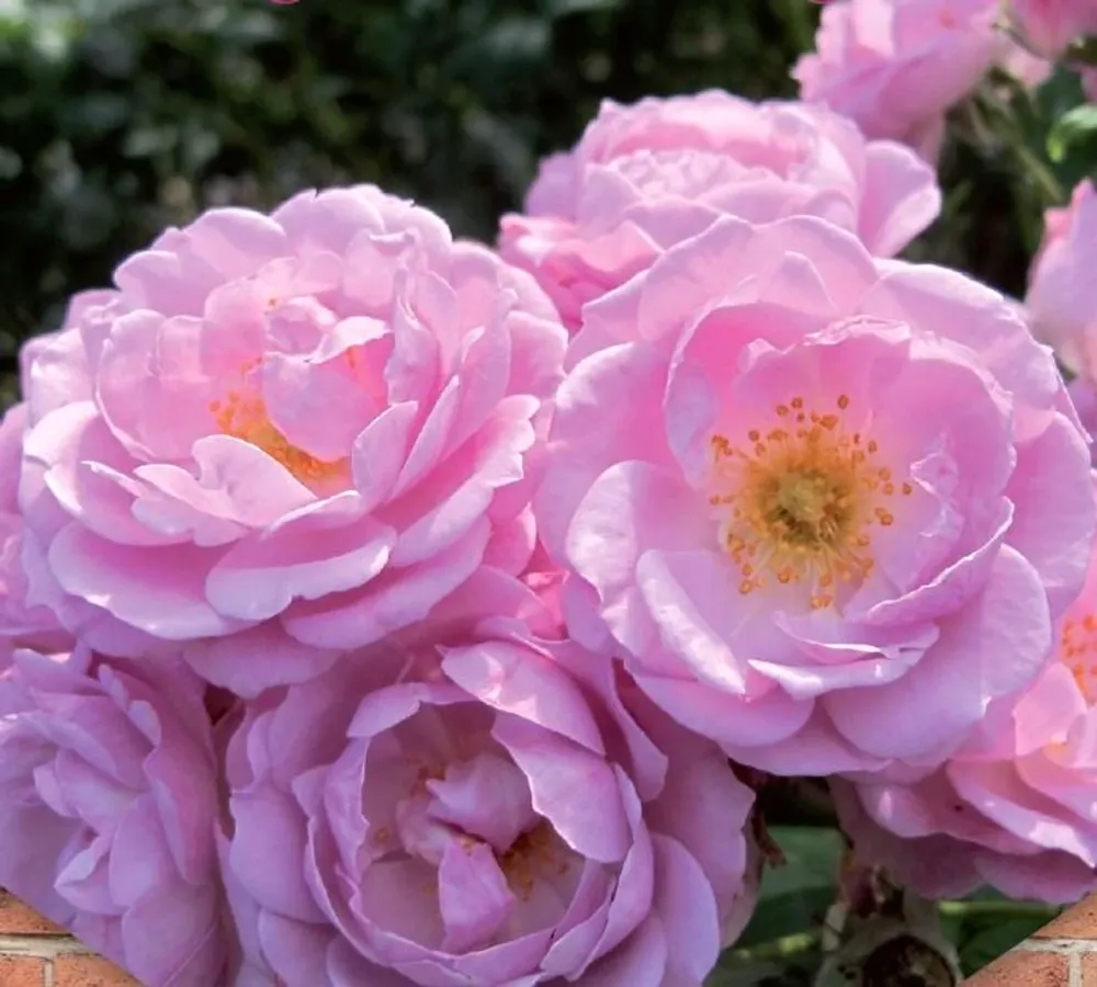 Rosa 'Lavender Queen'® - Trandafir floribunda, catarator, parfumat