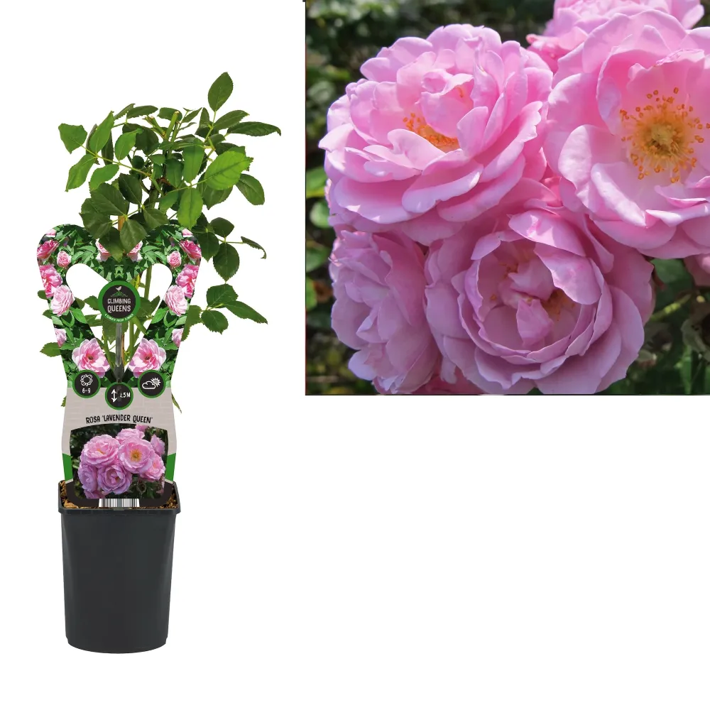 Rosa 'Lavender Queen'® - Trandafir floribunda, catarator, parfumat