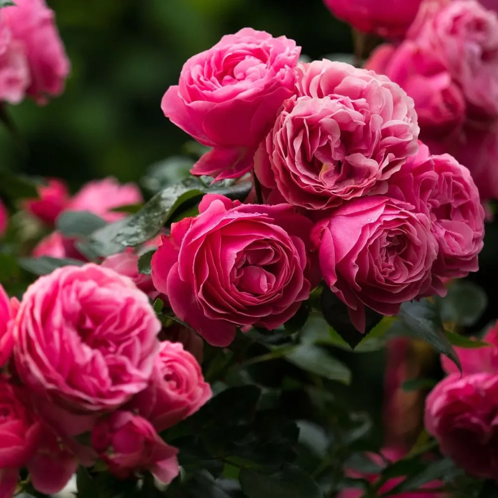 Rosa ‘Leonardo da Vinci’® - Trandafir floribunda, nostalgie si romantism