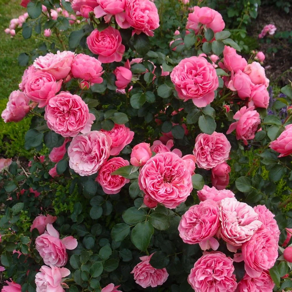 Rosa ‘Leonardo da Vinci’® - Trandafir floribunda, nostalgie si romantism