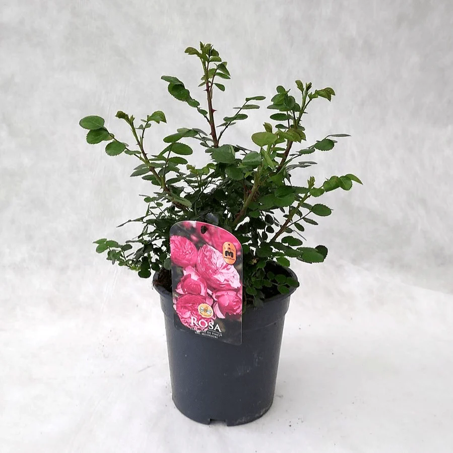 Rosa ‘Leonardo da Vinci’® - Trandafir floribunda, nostalgie si romantism