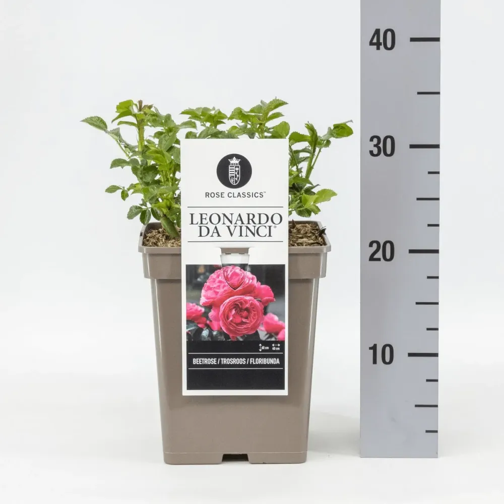 Rosa ‘Leonardo da Vinci’® - Trandafir floribunda, nostalgie si romantism