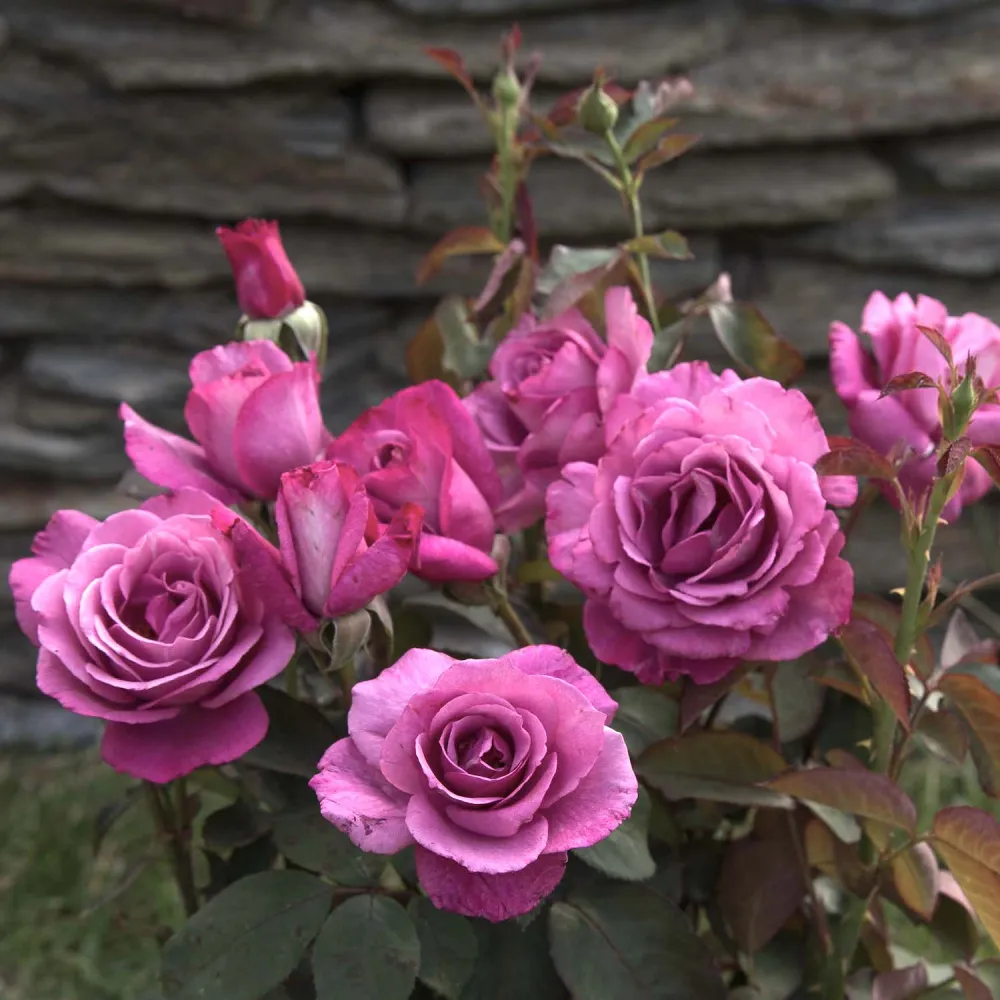 Rosa ‘lilac Wunder’® - Trandafir teahibrid, puternic parfumat