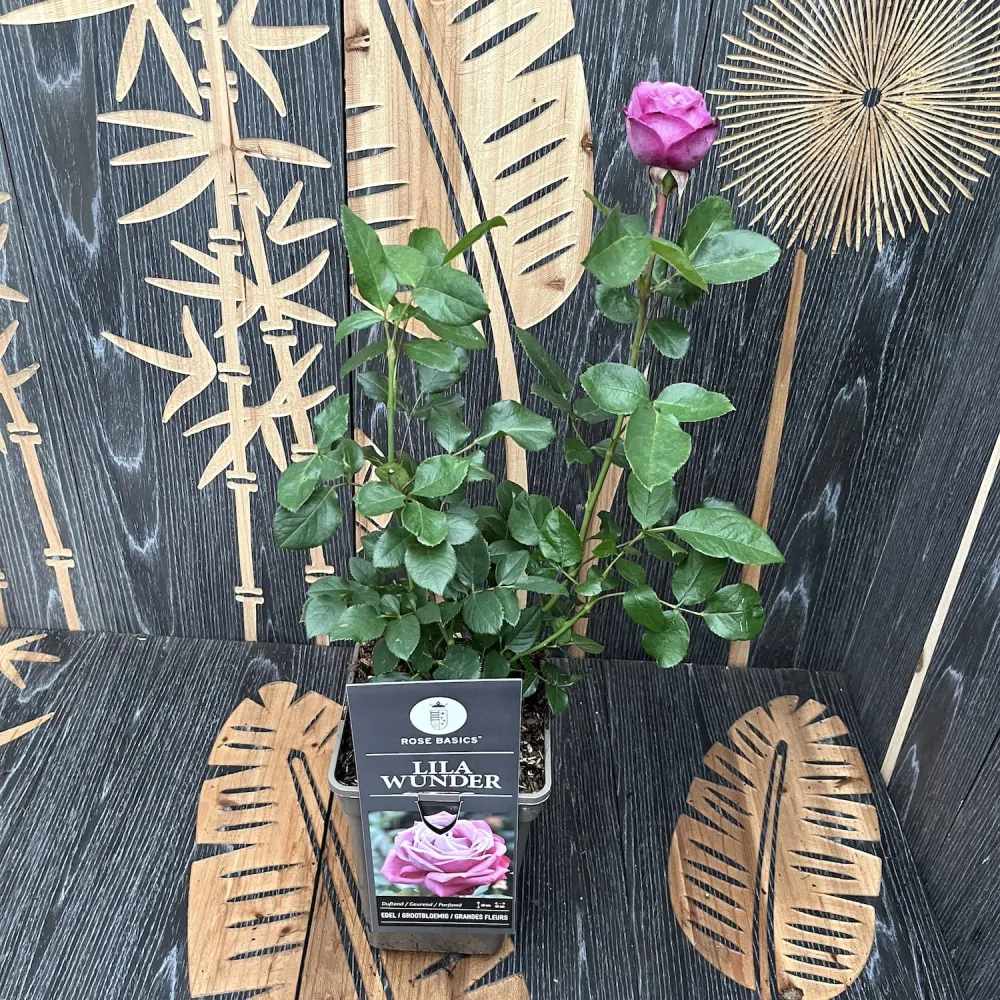 Rosa ‘lilac Wunder’® - Trandafir teahibrid, puternic parfumat