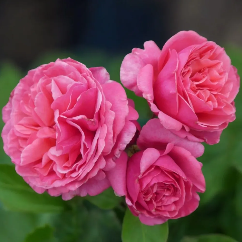 Rosa ‘Line Renaud’® – trandafir nobil cu flori roz intens si parfum irezistibil