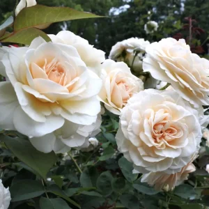 Rosa 'Lion's Rose'® - trandafir floribunda, tip Fairy Tale, parfum discret